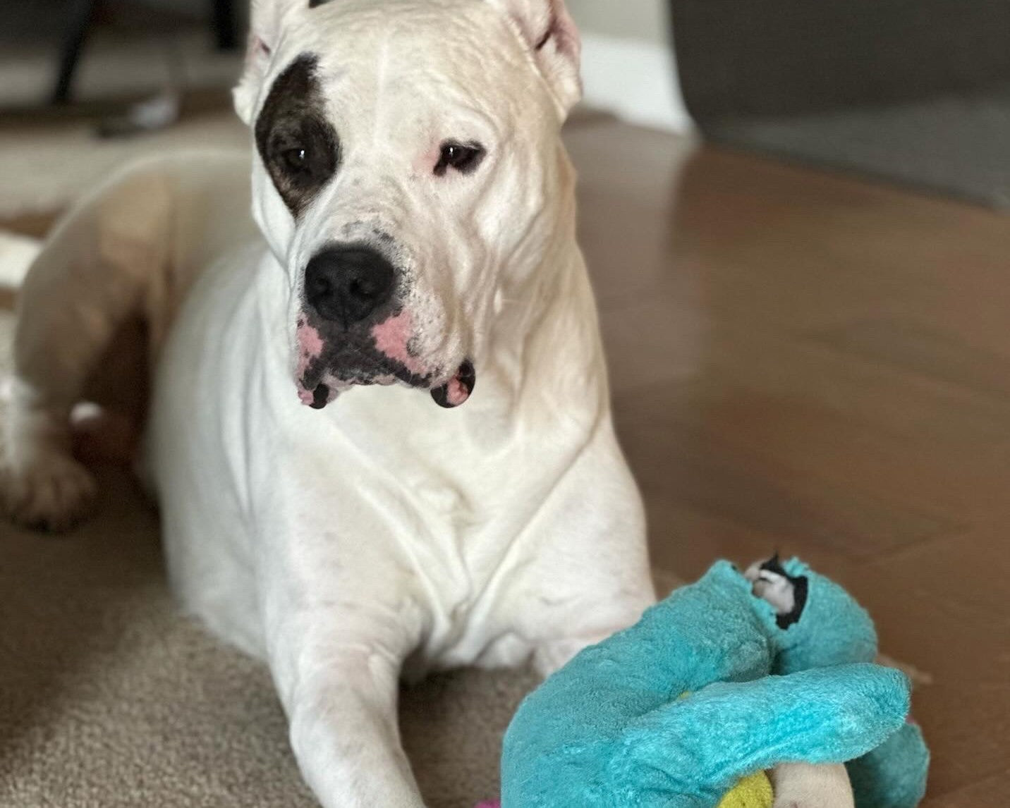 Why Is My Dogo Argentino Not Playing With Toys? Signs Your pup Is Feeling Blue
