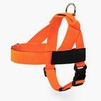 Orange / XXS