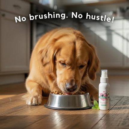 Fight Bad Breath & Support Oral Health with Advanced Dental Spray